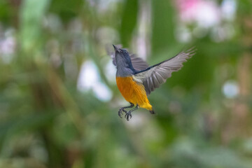 The orange-bellied flowerpecker (Dicaeum trigonostigma)