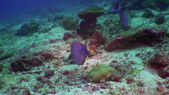 Naso lituratus, also known as Orangespine Unicornfish on underwater seabed. Fish Naso lituratus, also known as Orangespine Unicornfish, is species of fish that belongs to Acanthuridae family.