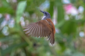 The chestnut-capped babbler (Timalia pileata) is a passerine bird of the family Timaliidae