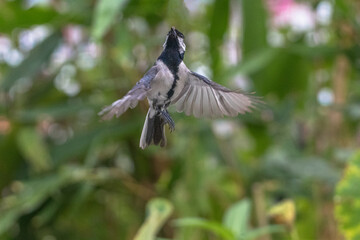 The great tit (Parus major) is a passerine bird in the tit family Paridae