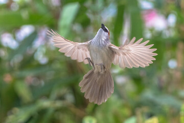 The chestnut-capped babbler (Timalia pileata) is a passerine bird of the family Timaliidae