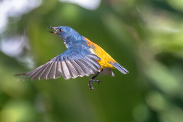 The orange-bellied flowerpecker (Dicaeum trigonostigma)