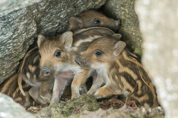 Family of cute newborn wild boar puppies (Sus crofa) keeping warm by staying close to each other in...