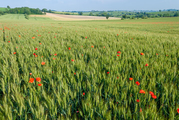 Champ de blé envahi par des coquelicots