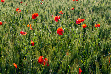Champ de blé envahi par des coquelicots