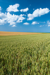 Champ de blé et orge bord de mer sous un ciel bleu et nuageux