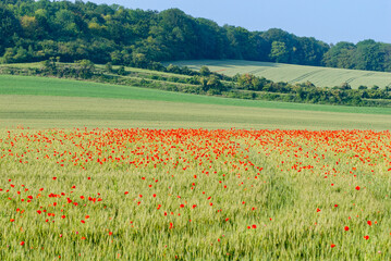 Champ de blé envahi par des coquelicots