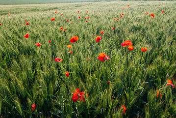 Champ de blé envahi par des coquelicots