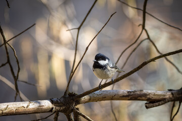 coat tit perched on a branch in forest