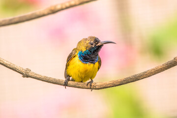 The olive-backed sunbird (Cinnyris jugularis)