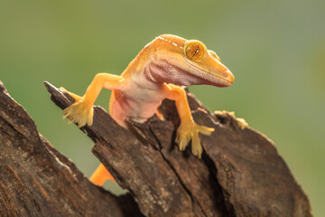 The lined gecko (Gekko vittatus), also known as the skunk gecko
