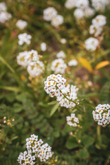 flowers in the forest