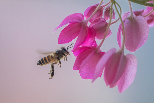 A honey bee (also spelled honeybee) is a eusocial flying insect within the genus Apis of the bee clade, all native to mainland Afro-Eurasia