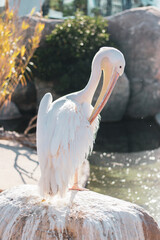 white pelican in the water