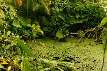 Water lilies, an aquatic plant, on the surface of a pond.