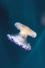 Purple jellyfish in aquarium