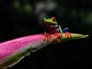 Red-eyed tree frog bright vivid colors at night in tropical rainforest treefrog in jungle Costa Rica  