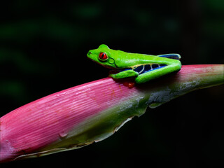Red-eyed tree frog bright vivid colors at night in tropical rainforest treefrog in jungle Costa Rica  