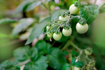 green bunch of ripening tomatoes, Solanum lycopresicum, edible fruits, tops in background, concept...