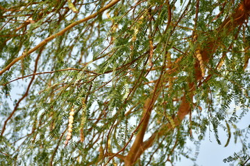 Prosopis 