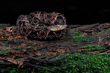 Fer-de-lance snake at night in tropical rainforest in Costa Rica. The fer de lance is the most...