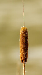 close up of a bullrush