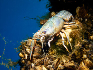 A European Crayfish (Astacus Astacus) in a lake. Underwater wildlife scene.