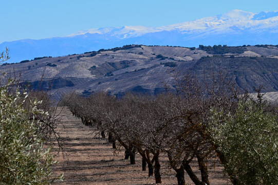 Andalusian agricultural landscape with rows of almond and olive trees with Sierra Navada with snow in the background