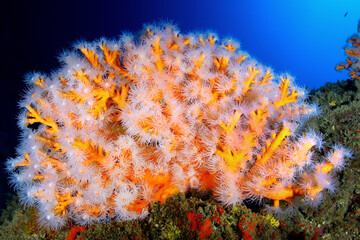 Fototapeta na wymiar Rama de coral naranja 