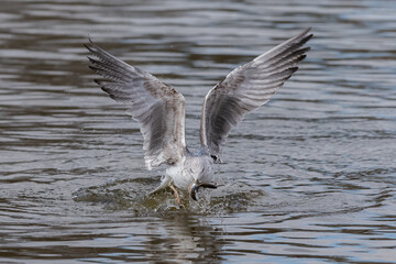 Seagull fishing in the sea. Fishing waterfowl. Wild animals.