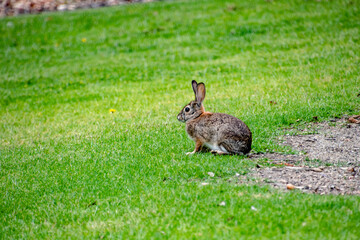Rabbit on Green Grassy Lawn