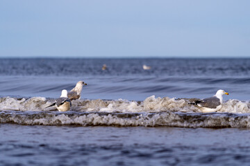 morze bałtyckie, Bałtyk, Świnoujście, plaża , latarnia morska, port , statek , mewa, ptaki, Polska, zachodniopomorskie © Daniel Folek