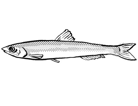 European anchovy or Engraulis encrasicolus  Fish Germany Europe Cartoon Drawing Halftone Black and White
