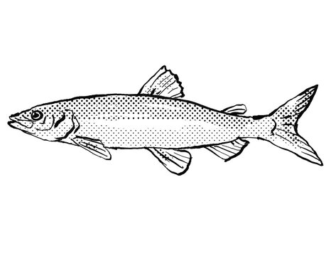 Coregonus albula vendace or the European cisco Fish Germany Europe Cartoon Drawing Halftone Black and White