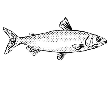 European whitefish or Coregonus lavaretus Fish Germany Europe Cartoon Drawing Halftone Black and White