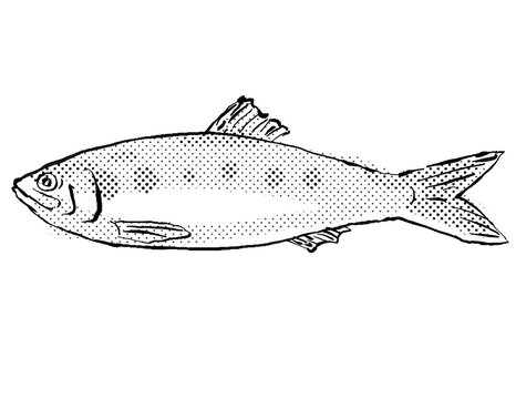 Twait ShadFish or Alosa fallax Germany Europe Cartoon Drawing Halftone Black and White