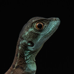 Baby of Plumed basilisk studio portrait close up. Jesus Christ lizard on black background. Exotic pet with big eyes shot.