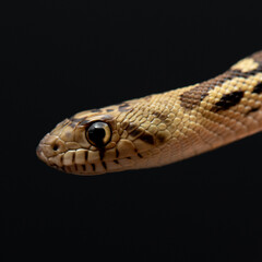 Pituophis melanoleucus studio shot. Pine snake head on black background. Exotic pet close up portrait.