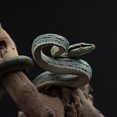 gonyosoma frenatum crawls on branch. Green snake in studio. Exotic pet juvenile color portrait. 