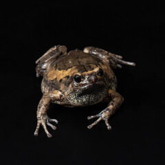 Banded bullfrog studio shot. Kaloula pulchra on black background. Exotic pet portrait. Grumpy frog. 