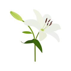 Lily flower in flat style. White lily flower on white background. Floral vector illustration  - obrazy, fototapety, plakaty