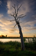Dead tree on the shore of a river at sunset in summer.