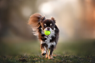 cute chihuahua dog playing with a tennis ball toy outdoors
