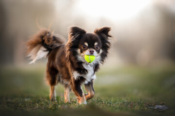 brown chihuahua dog playing with a small tennis ball in the park - obrazy, fototapety, plakaty