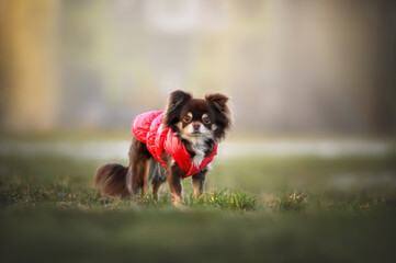 chihuahua dog in red jacket posing outdoors
