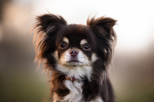 chihuahua dog portrait oudroos in spring
