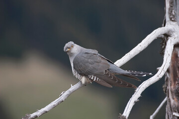cuckoo (Cuculus canorus)