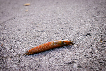 Babosa naranja arrastrándose en pavimento