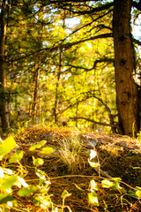 Plantas creciendo en bosque con árboles de fondo, 