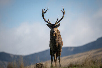 Vercors, a Stag during the bellowing, plateau d'Ombleze